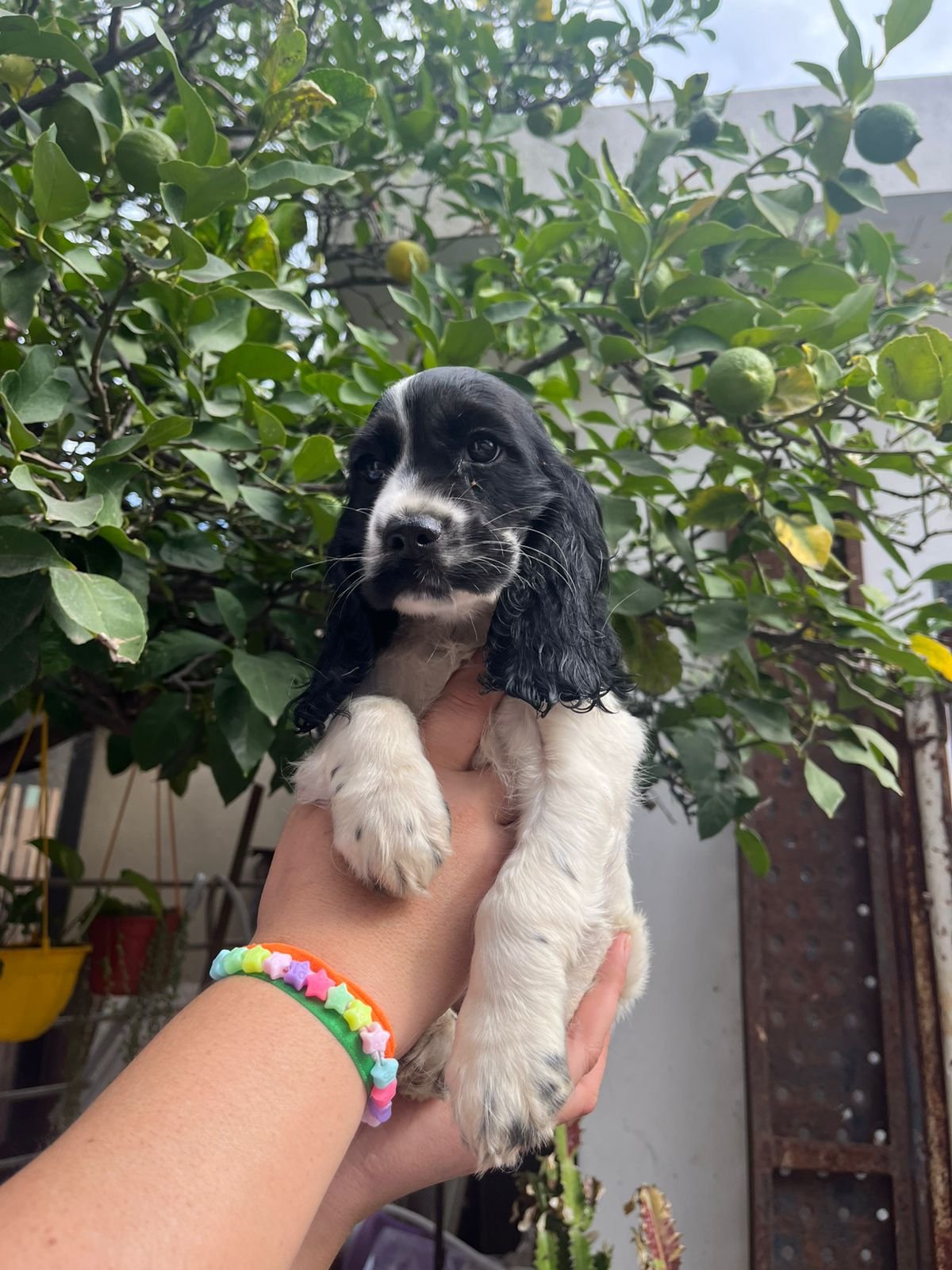 Cachorro Cocker Spaniel