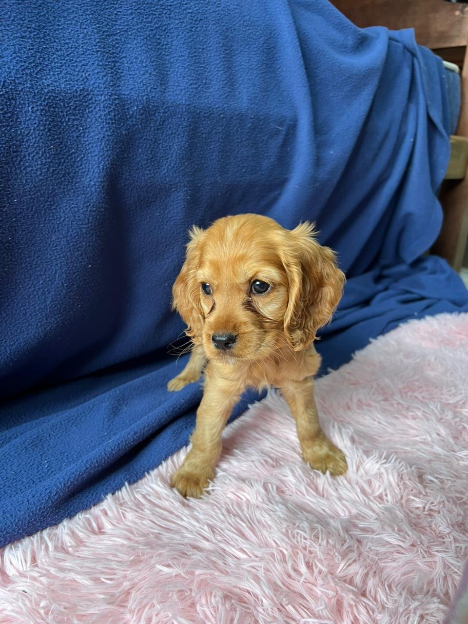 Cocker Spaniel