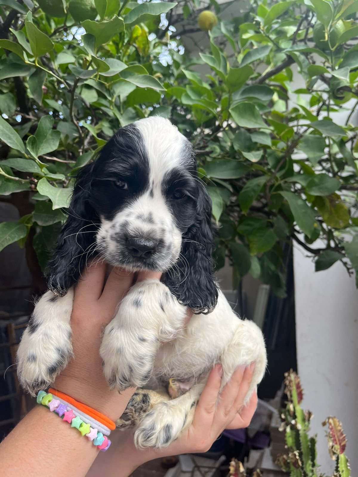 Cocker Spaniel