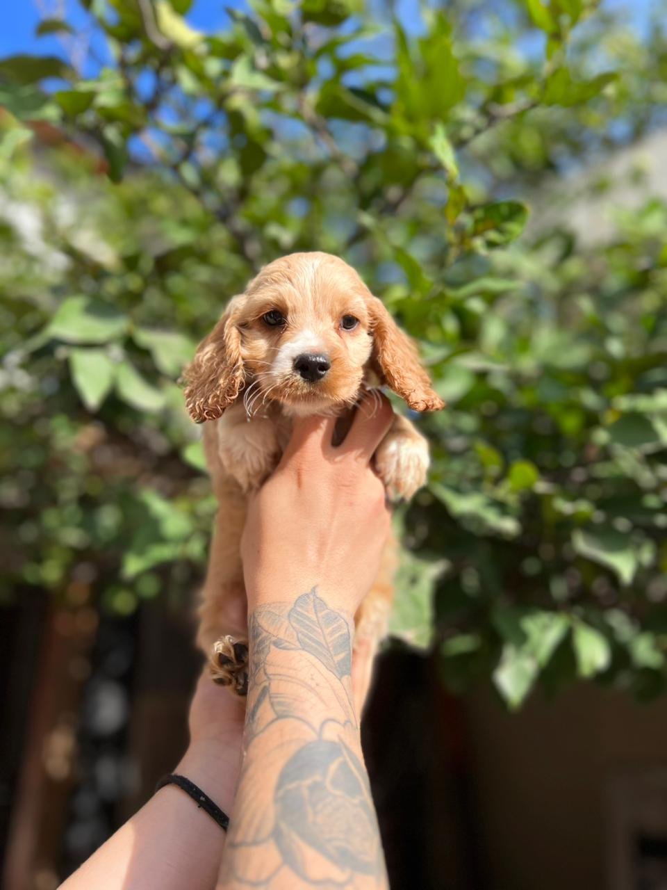 Cocker Spaniel