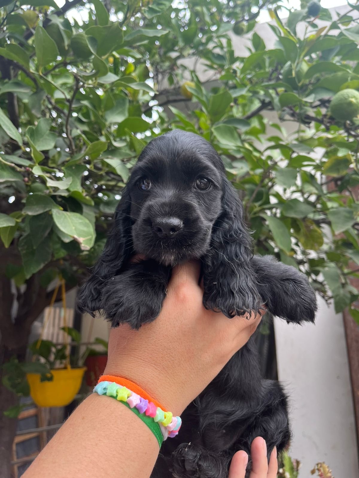 Cachorro Cocker Spaniel