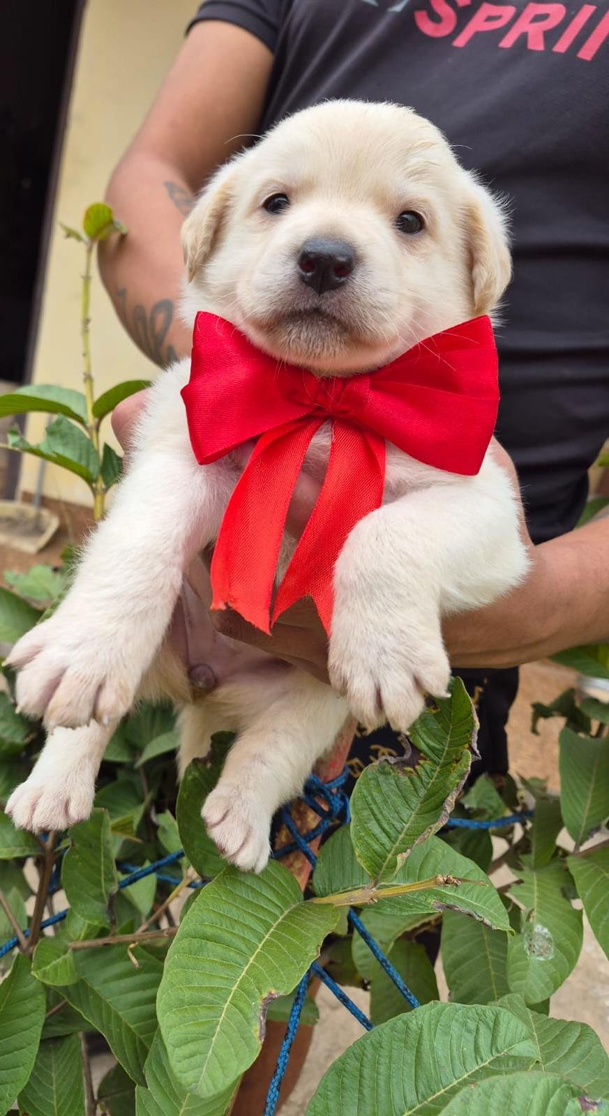 Golden Retriever