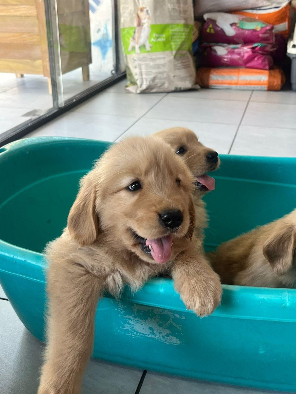 Golden Retriever