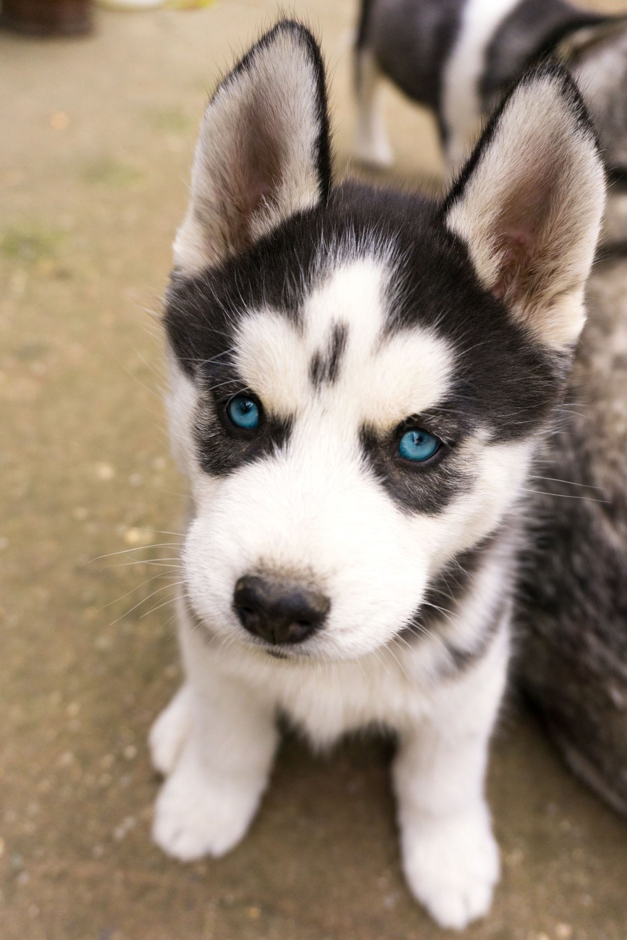 Husky Siberiano